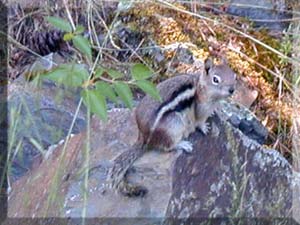 Chipmunk in Northwest Montana